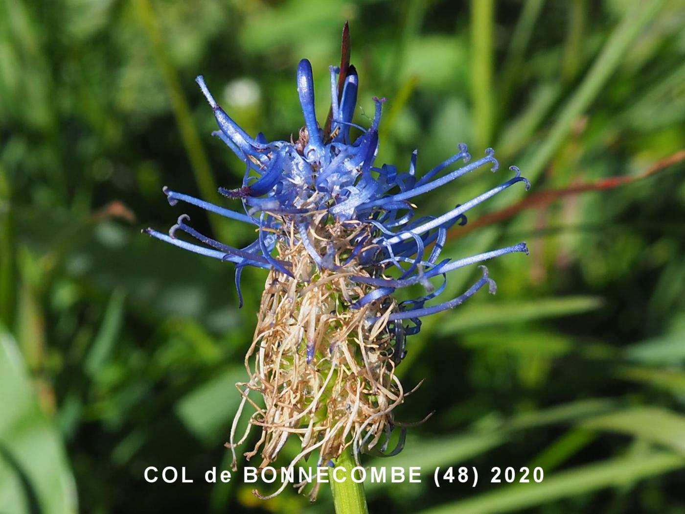 Rampion, French flower